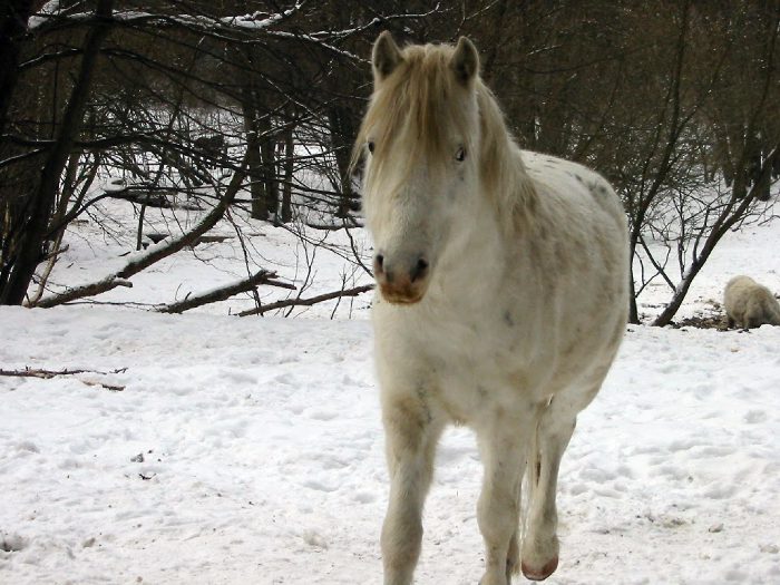 Na pětadvacátém kilometru Vitáska zaujal kůň a pak mu došla ve foťáku paměť a bylo po focení.
