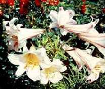 Lilium Regale - Lilie kr�lovsk�