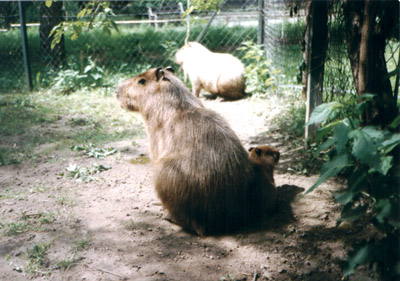 Kapybara africk�
